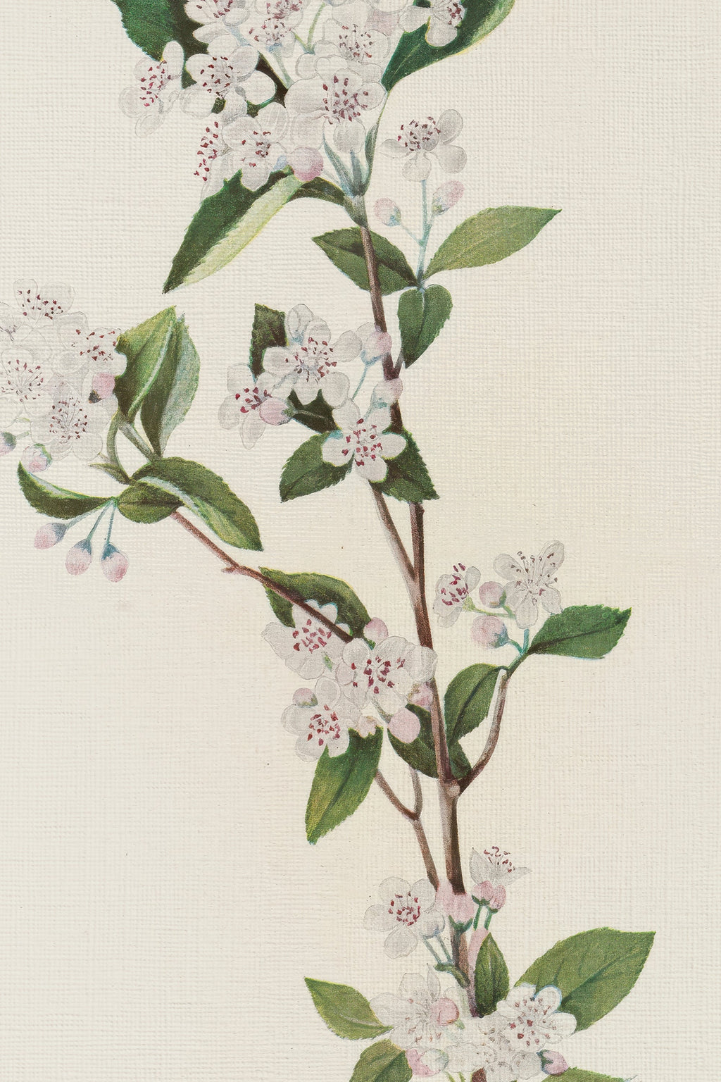 BRANCHE D'ÉPOQUE, CADRE VINTAGE ARGENT
