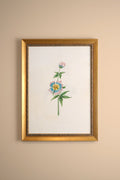SOUFFLE PASTEL, CADRE VINTAGE OR