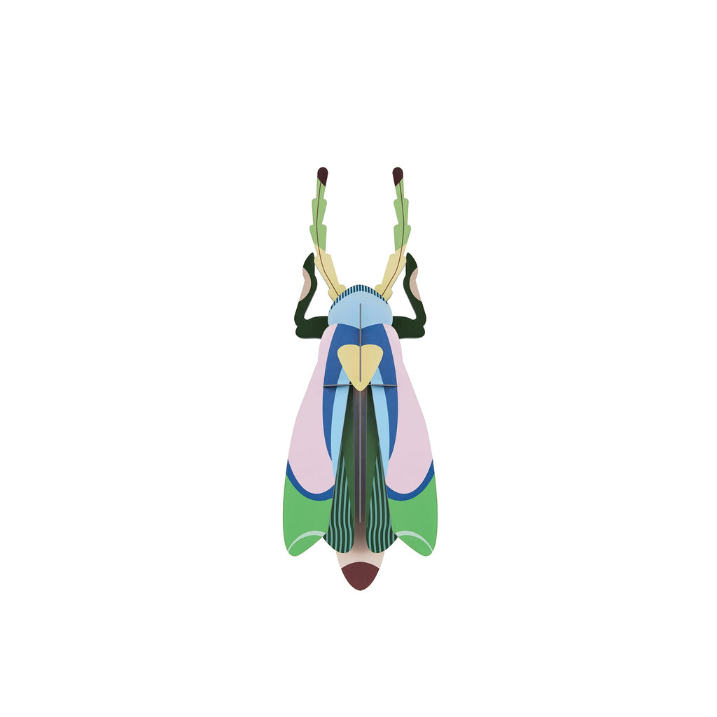 Sakura Beetle