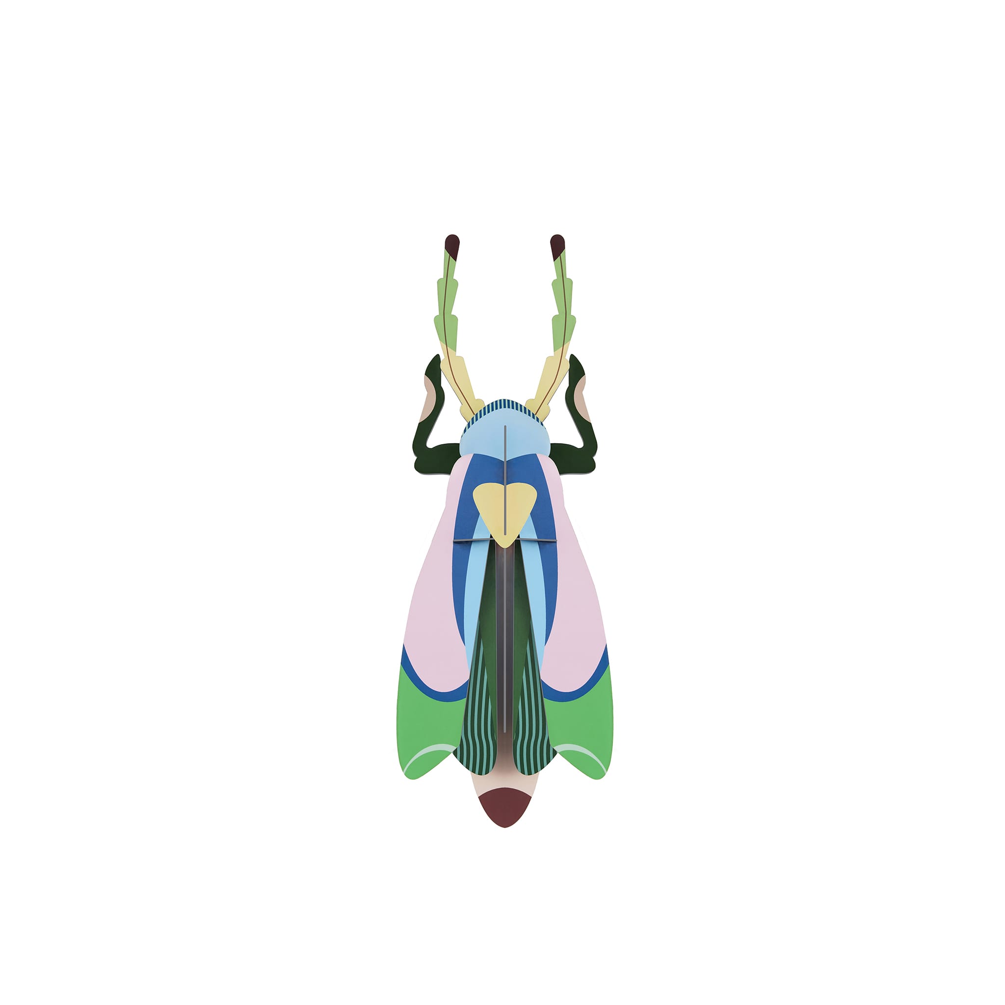 Sakura Beetle