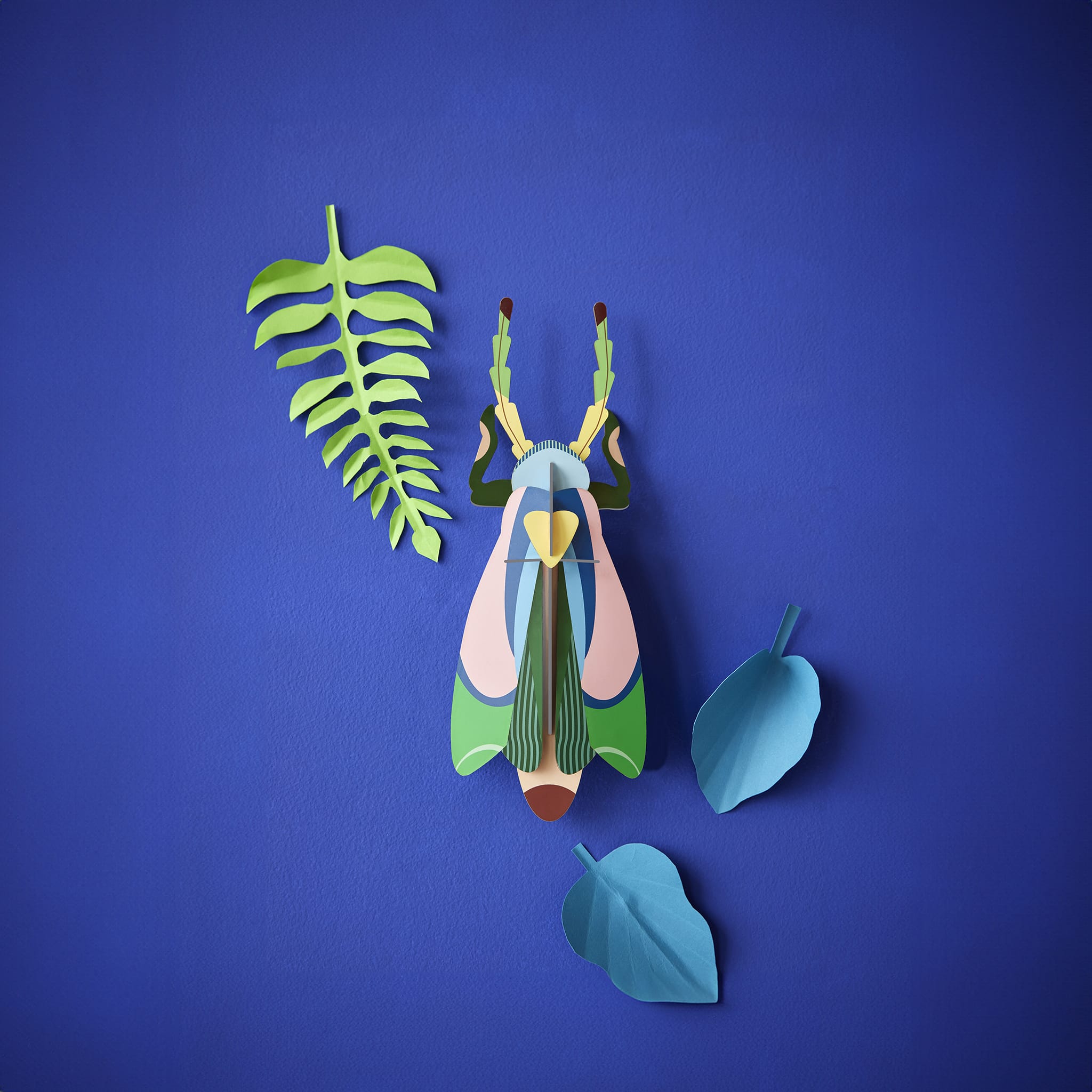 Sakura Beetle